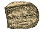 Pâtes pressées